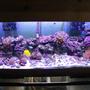 75 gallons reef tank (mostly live coral and fish) - Another Tank Picture