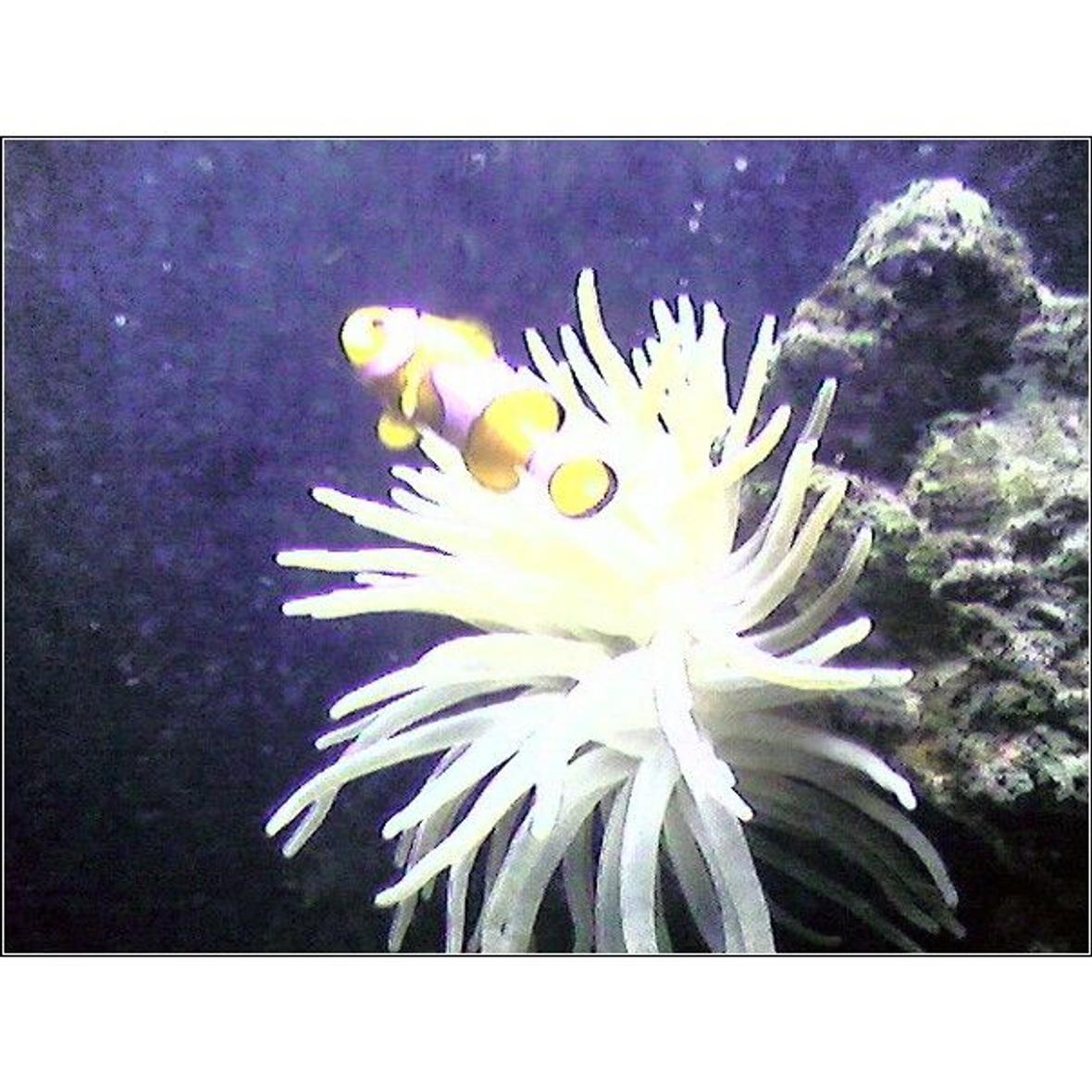 saltwater fish - amphiprion percula - true percula clownfish stocking in 55 gallons tank - clownfish and anemone and a little bit of live rock