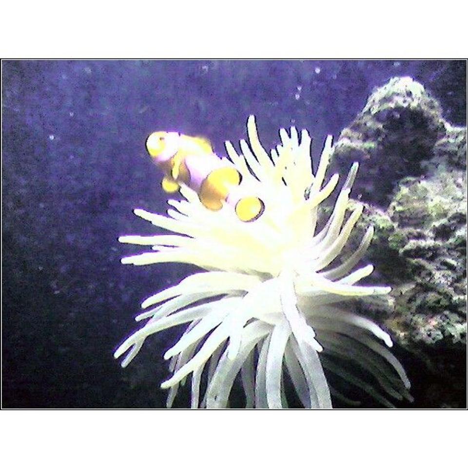 saltwater fish - amphiprion percula - true percula clownfish stocking in 55 gallons tank - clownfish and anemone and a little bit of live rock