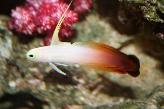 saltwater fish - nemateleotris magnifica - firefish stocking in 225 gallons tank - my little firefish