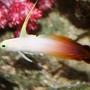 saltwater fish - nemateleotris magnifica - firefish stocking in 225 gallons tank - my little firefish