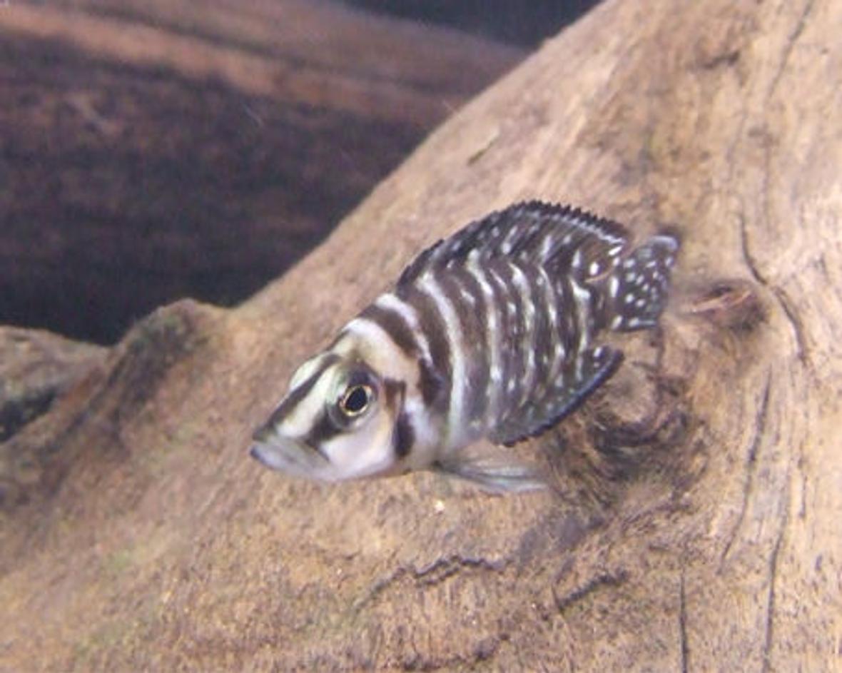 freshwater fish - altolamprologus calvus - calvus stocking in 55 gallons tank - Juvenile Altolamprologus Calvus "Black"