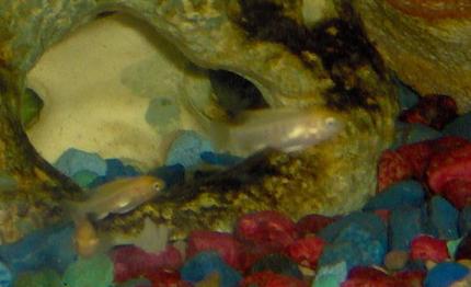 freshwater fish - labidochromis caeruleus - electric yellow cichlid stocking in 55 gallons tank - yellow lab fry