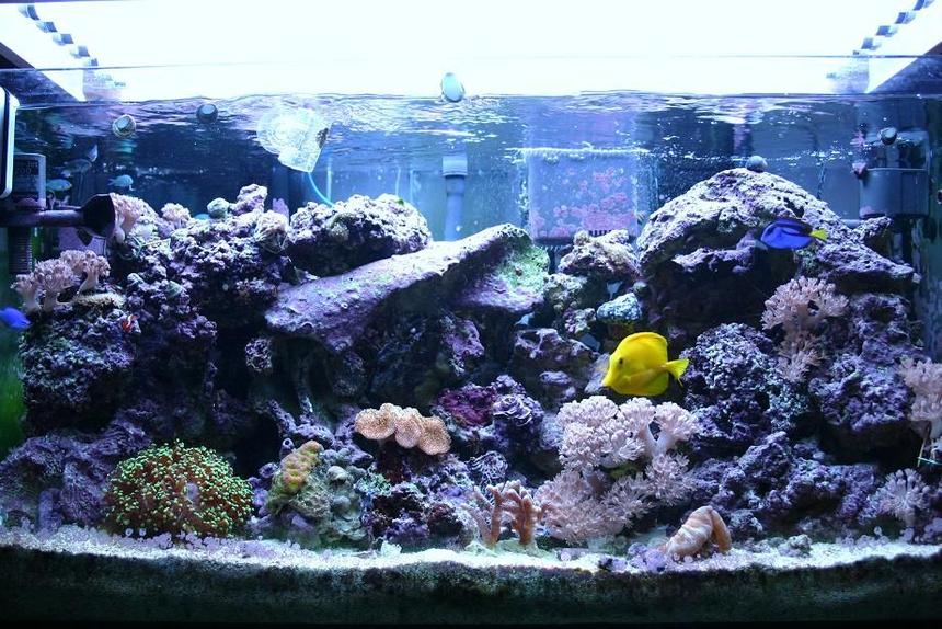 Rated #114: 55 Gallons Reef Tank - SAVE A REEF GROW YOUR OWN
55g Reef Tank,Livestock :1 Hippoe Tang , 1 Devil Blue Damsel , 1 Ocelaris Clown , 1 Royal Gramma ,1 Yellow Sailfain Hawaiian tang , 8 Blue/Green Chromis , 2 Cleaner Shrimp , 3 Peppermint Shrimp , 20 Astrea , 15 Nasarius , 1 Conch , 10 Turbo , FrogSpawn , Polyps , Zoos , Pom pom xenia , Toadstool , Ricordea ,Green/red Open brain , GSP , and more. Equipment :  Coralife Super Skimmer 125 ( Needle wheel ) 2 Hang back , 2 Maxi-Jet 1200 , 2 Maxi-Jet 900 , 4x30w Actinic , 4x25w 6500k and 150lbs liverock's