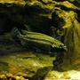 freshwater fish - melanochromis auratus - auratus cichlid stocking in 29 gallons tank - Male Melanochromis auratus