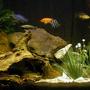 29 gallons freshwater fish tank (mostly fish and non-living decorations) - most of my cichlids