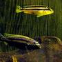 freshwater fish - melanochromis auratus - auratus cichlid stocking in 29 gallons tank - Melanochromis auratus Top Female Bottom Male