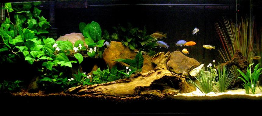 Rated #116: 29 Gallons Freshwater Fish Tank - My Cichlid Sanctuary.