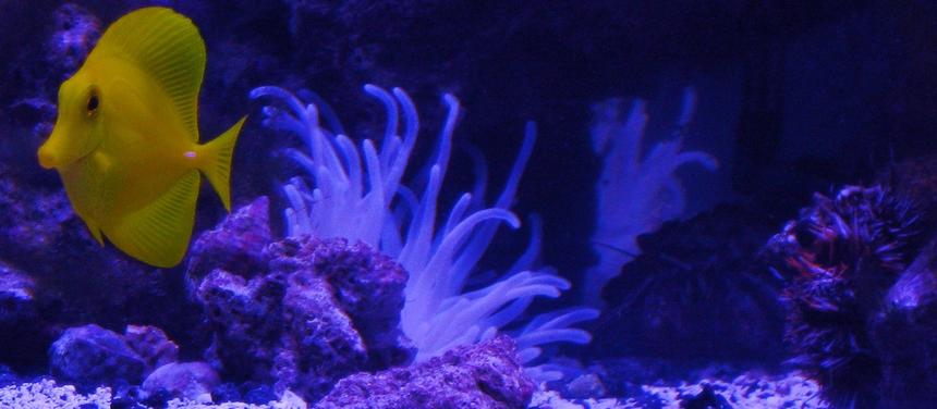 Rated #24: 72 Gallons Saltwater Fish Tank - my tang urchin and condy anemone