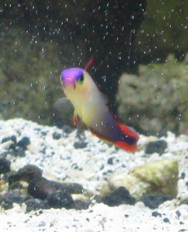 saltwater fish - nemateleotris decora - firefish, purple stocking in 72 gallons tank - purple fire fish