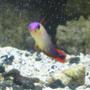 saltwater fish - nemateleotris decora - firefish, purple stocking in 72 gallons tank - purple fire fish