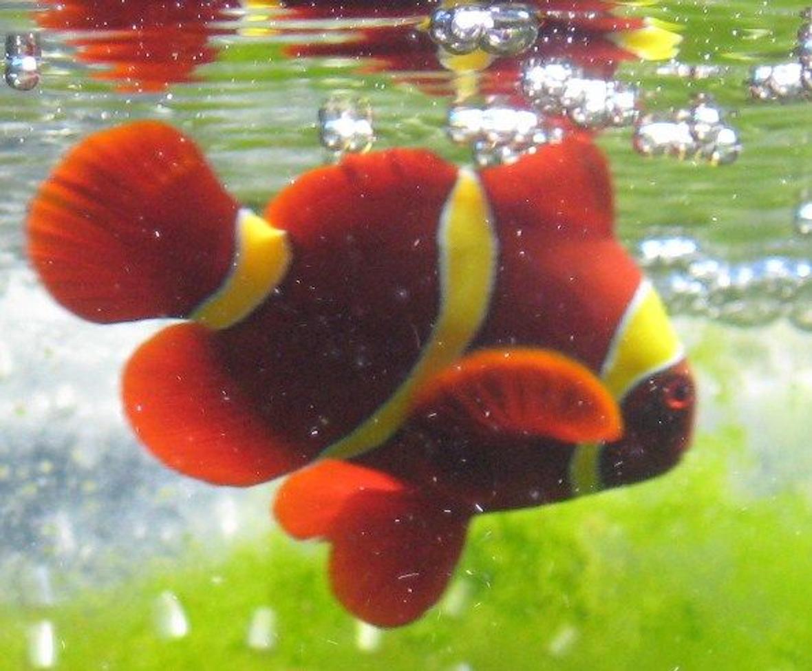 saltwater fish - premnas biaculeatus - yellowstripe maroon clownfish stocking in 72 gallons tank - gold marroon suntanning