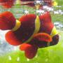 saltwater fish - premnas biaculeatus - yellowstripe maroon clownfish stocking in 72 gallons tank - gold marroon suntanning