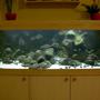 110 gallons freshwater fish tank (mostly fish and non-living decorations) - Tanganyika from North (Trophues duboisi "Maswa"