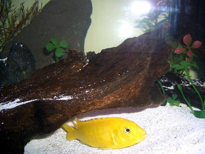 freshwater fish - labidochromis caeruleus - electric yellow cichlid stocking in 45 gallons tank - African cichlid