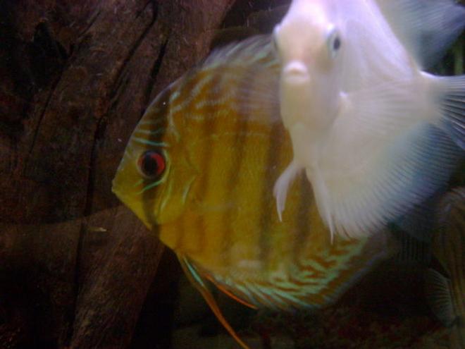 freshwater fish - symphysodon sp. - yellow marlboro discus stocking in 55 gallons tank - freshwater discus