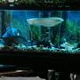 120 gallons freshwater fish tank (mostly fish and non-living decorations) - 120 Gallon freshwater w/ Arowana, Clown Knife, Iridescent Shark, Bala Shark and a couple Plecos