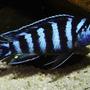 freshwater fish - pseudotropheus demasoni - demasoni cichlid - Demasoni
