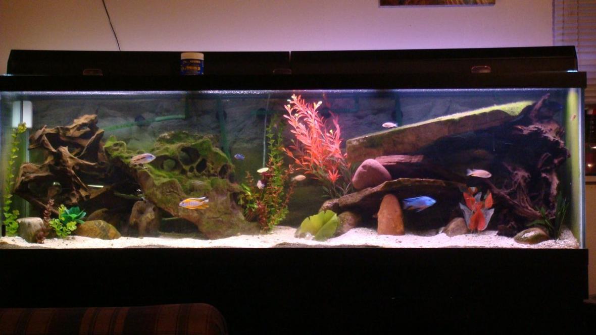 125 gallons freshwater fish tank (mostly fish and non-living decorations) - my 125 peacock and plecos