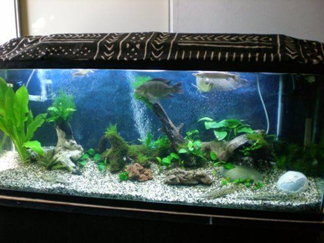 100 gallons planted tank (mostly live plants and fish) - 100 gallon tank looking pretty bare because I just removed 90% of all the leaves due to ugly black/red brush algae. I literally pulled up all the plants or removed them from the wood, removed 9 out of 10 leaves from each, bleached much of the wood and accessories, and then replanted.