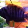 freshwater fish - archocentrus nigrofasciatus - black convict cichlid stocking in 55 gallons tank - his name is,FLASH ive had him from birth, he is about 3 inches now ,CONVICT ,,,,,I LOVE THIS PICTURE!!!!!!