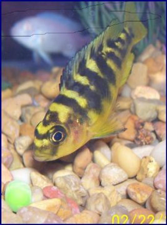 freshwater fish - pseudotropheus crabro - bumblebee cichlid stocking in 55 gallons tank - bumble bee,,cichlid... not sure