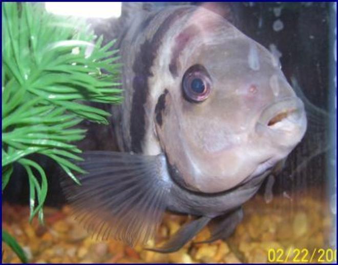 freshwater fish - archocentrus nigrofasciatus - convict cichlid stocking in 55 gallons tank - he's my guy i brought him back from a scary backround,, all beat up with a bad eye,, but he's great now and spoiled!!!!!  He is as big as my whole hand !!!!