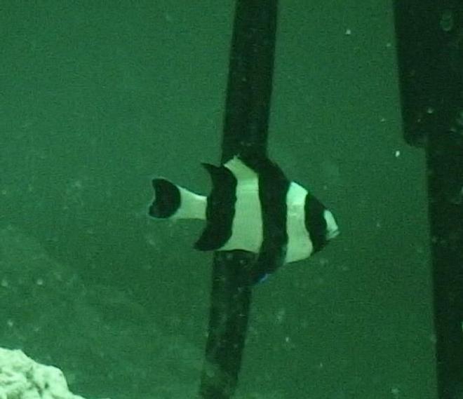 saltwater fish - dascyllus melanurus - four stripe damselfish stocking in 10 gallons tank - This is my 4 stripe damselfish named Jail Bird. This fish is about 3/4 of an inch.