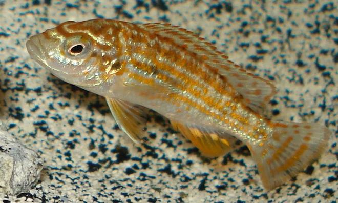 freshwater fish - melanochromis joanjohnsonae - pearl of likoma stocking in 55 gallons tank - Melanochromus joanjohnsonae 
"Pearl of Likoma" juvenile