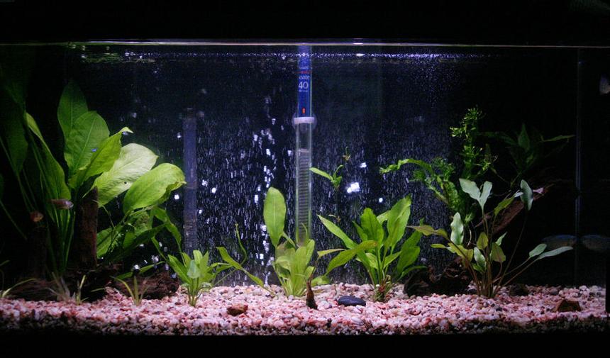 Rated #215: 30 Gallons Planted Tank - After the plastic
