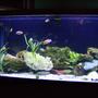 90 gallons freshwater fish tank (mostly fish and non-living decorations) - 90gallontankwith2canisterfilters205+305-fluval+skimmer rocks plants cichlids and catfish coralife light