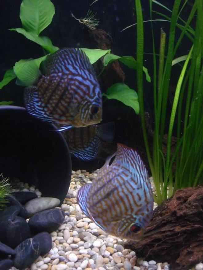freshwater fish - symphysodon spp. - red turquoise discus stocking in 40 gallons tank - Red Turquise Discus