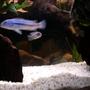 fish tank picture - My Pseudotropheus lombardoi at the back and my Melanochromis cyaneorhabdos