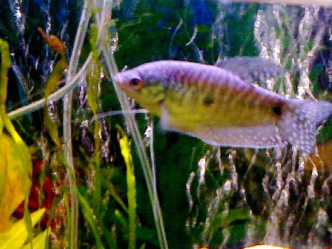 freshwater fish - trichogaster trichopterus - gold gourami stocking in 55 gallons tank - My gaourami