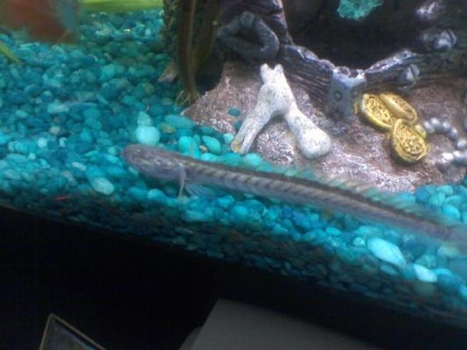 freshwater fish - gobioides broussonnetii - prehistoric dragon goby stocking in 55 gallons tank - My Dragon fish