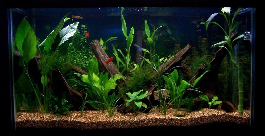 Rated #79: 58 Gallons Planted Tank - 58 gallon planted aquarium