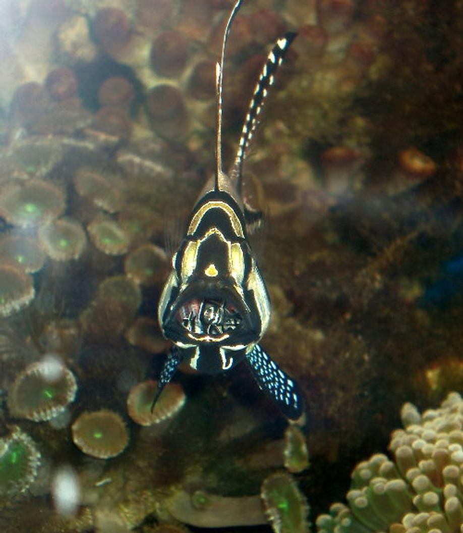 saltwater fish - pterapogon kauderni - kaudern's cardinal stocking in 90 gallons tank - Cardinalfish with newly hatched babies in the mouth.