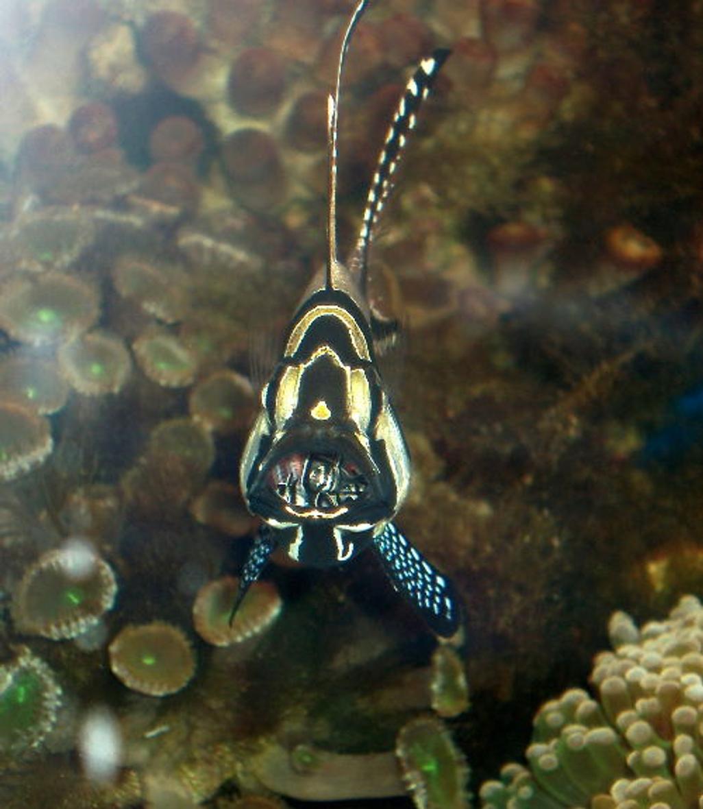 saltwater fish - pterapogon kauderni - kaudern's cardinal stocking in 90 gallons tank - Cardinalfish with newly hatched babies in the mouth.