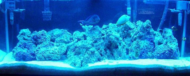 55 gallons saltwater fish tank (mostly fish, little/no live coral) - 55gallon salt water tank