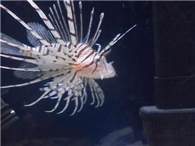 saltwater fish - pterois volitans - volitan lionfish stocking in 45 gallons tank - One of my 2 Lionfish