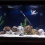 45 gallons saltwater fish tank (mostly fish, little/no live coral) - My 75 gal salwater tank