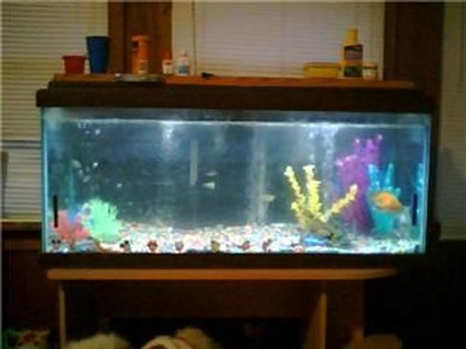 29 gallons freshwater fish tank (mostly fish and non-living decorations) - my very first tank..it was 70 gals...i sold it when i left for the army.