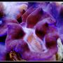 corals inverts - tridacna crocea - crocea clam stocking in 125 gallons tank - Purple Crocea Clam