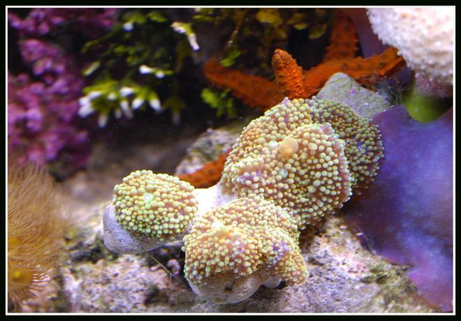 corals inverts - ricordea florida - ricordea mushroom stocking in 125 gallons tank - Ricordea in 125 reef