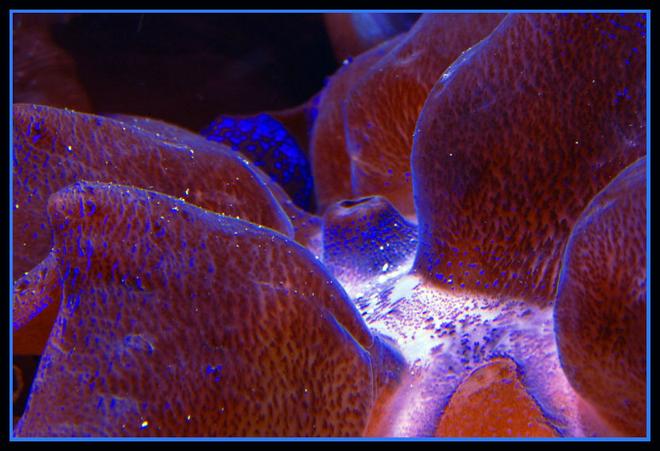 corals inverts - tridacna crocea - crocea clam stocking in 125 gallons tank - Purple Crocea clam close up