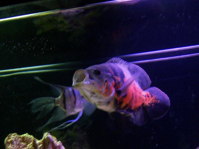freshwater fish - astronotus ocellatus - tiger oscar stocking in 55 gallons tank - Better Yawning Shot - Tiger Oscar