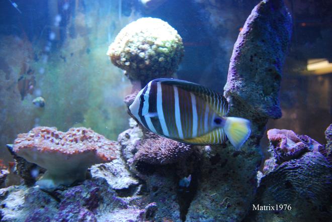 saltwater fish - zebrasoma veliferum - sailfin tang stocking in 280 gallons tank - Sailfin Tang