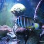 saltwater fish - zebrasoma veliferum - sailfin tang stocking in 280 gallons tank - Sailfin Tang