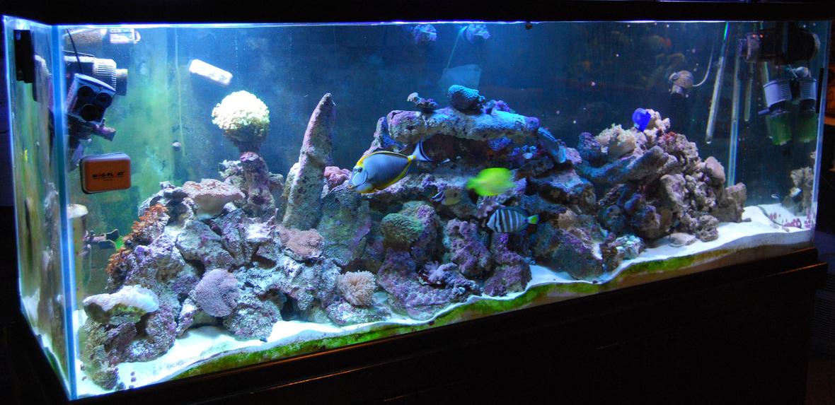 280 gallons reef tank (mostly live coral and fish) - 280g reef