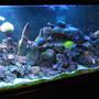 280 gallons reef tank (mostly live coral and fish) - 280g reef